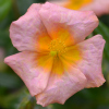 Helianthemum Salmon Queen - Abriachan Nurseries